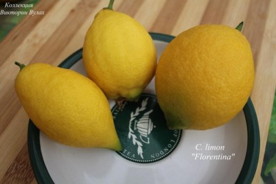 C. limon Florentina3 - 